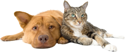 Dog and cat at Moscar Kennels and Cattery, Sheffield