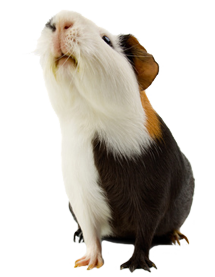 Bunnies, Guinea Pigs, Hamsters, Mice or Gerbils?Don't forget your smaller friends when booking your holiday!